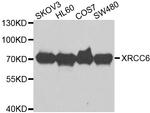 Ku70 Antibody in Western Blot (WB)