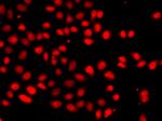 HIF-2 alpha Antibody in Immunocytochemistry (ICC/IF)