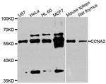 Cyclin A2 Antibody in Western Blot (WB)