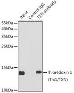 Thioredoxin 1 Antibody in Immunoprecipitation (IP)