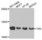 Thioredoxin 1 Antibody in Western Blot (WB)