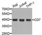 CD7 Antibody in Western Blot (WB)