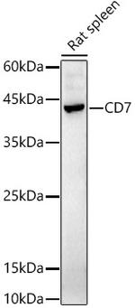 CD7 Antibody in Western Blot (WB)