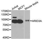 DRIL1 Antibody in Western Blot (WB)