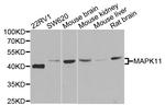 p38 MAPK beta Antibody in Western Blot (WB)