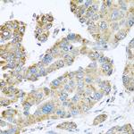 Synaptotagmin 4 Antibody in Immunohistochemistry (Paraffin) (IHC (P))