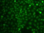 CBLC Antibody in Immunocytochemistry (ICC/IF)