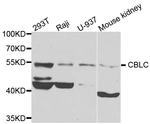 CBLC Antibody in Western Blot (WB)