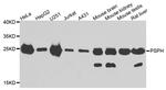 PSPH Antibody in Western Blot (WB)