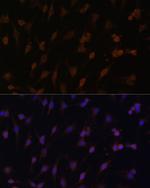 Cytochrome P450 Reductase Antibody in Immunocytochemistry (ICC/IF)