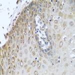 Cytochrome P450 Reductase Antibody in Immunohistochemistry (Paraffin) (IHC (P))