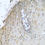 Cytochrome P450 Reductase Antibody in Immunohistochemistry (Paraffin) (IHC (P))