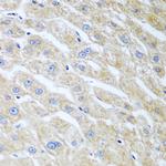 UCHL3 Antibody in Immunohistochemistry (Paraffin) (IHC (P))