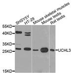 UCHL3 Antibody in Western Blot (WB)