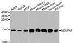 NDUFA7 Antibody in Western Blot (WB)