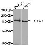 PIK3C2A Antibody in Western Blot (WB)