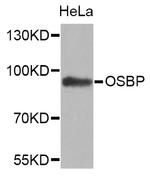 OSBP Antibody in Western Blot (WB)