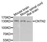 Contactin 2 Antibody in Western Blot (WB)