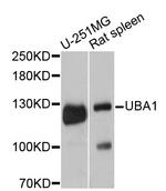 UBE1 Antibody in Western Blot (WB)