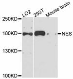 Nestin Antibody in Western Blot (WB)