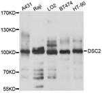 Desmocollin 2 Antibody in Western Blot (WB)