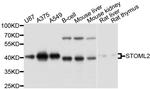 STOML2 Antibody in Western Blot (WB)