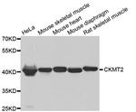 CKMT2 Antibody in Western Blot (WB)