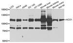 Aconitase 1 Antibody in Western Blot (WB)