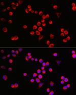 GAP43 Antibody in Immunocytochemistry (ICC/IF)