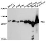 Adenylate Kinase 3 Antibody in Western Blot (WB)