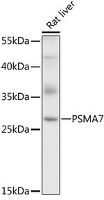 PSMA7 Antibody in Western Blot (WB)