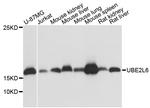 UBE2L6 Antibody in Western Blot (WB)