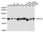 HSPA1A Antibody in Western Blot (WB)