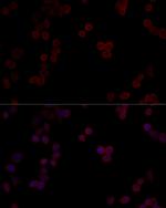 PP5 Antibody in Immunocytochemistry (ICC/IF)