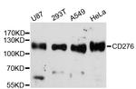 B7-H3 Antibody in Western Blot (WB)