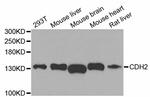 N-cadherin Antibody in Western Blot (WB)