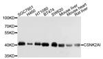 CK2 alpha-1 Antibody in Western Blot (WB)