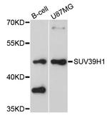 SUV39H1 Antibody in Western Blot (WB)