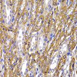 ATP1A1 Antibody in Immunohistochemistry (Paraffin) (IHC (P))