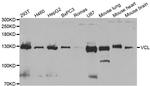 Vinculin Antibody in Western Blot (WB)