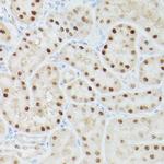 Adenosine Kinase Antibody in Immunohistochemistry (Paraffin) (IHC (P))