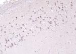 ADSL Antibody in Immunohistochemistry (Paraffin) (IHC (P))