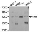 PHYH Antibody in Western Blot (WB)