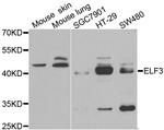 ELF3 Antibody in Western Blot (WB)