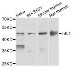 ISL1 Antibody in Western Blot (WB)