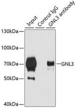 Nucleostemin Antibody in Immunoprecipitation (IP)