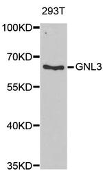 Nucleostemin Antibody in Western Blot (WB)