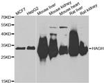 HAGH Antibody in Western Blot (WB)