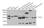 Myogenin Antibody in Western Blot (WB)