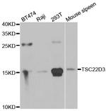 GILZ Antibody in Western Blot (WB)